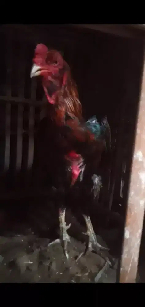 Ayam super mantap aseel India rampuri aseel line ORI jos besar monggo