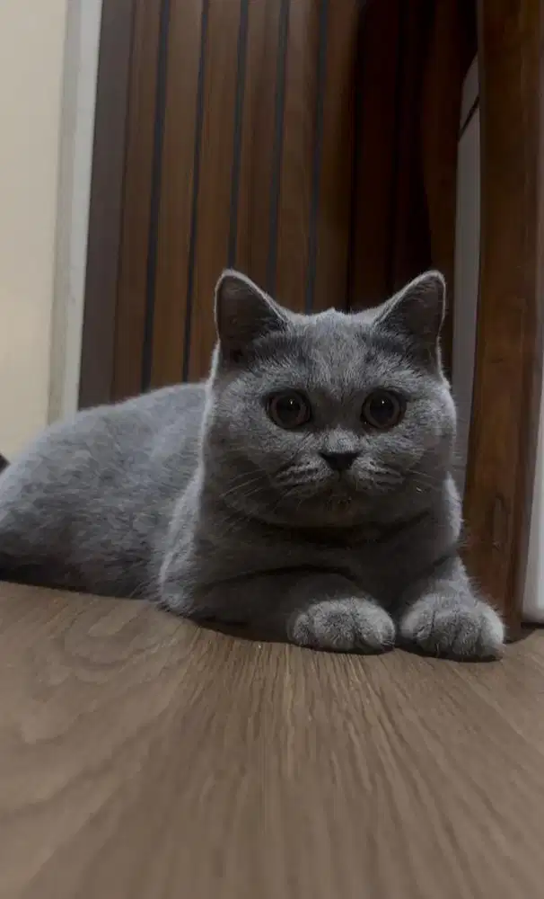 BSH  British Short hair