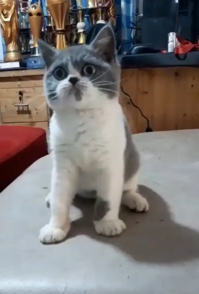 BSH Bicolor Female Line Ped Ica