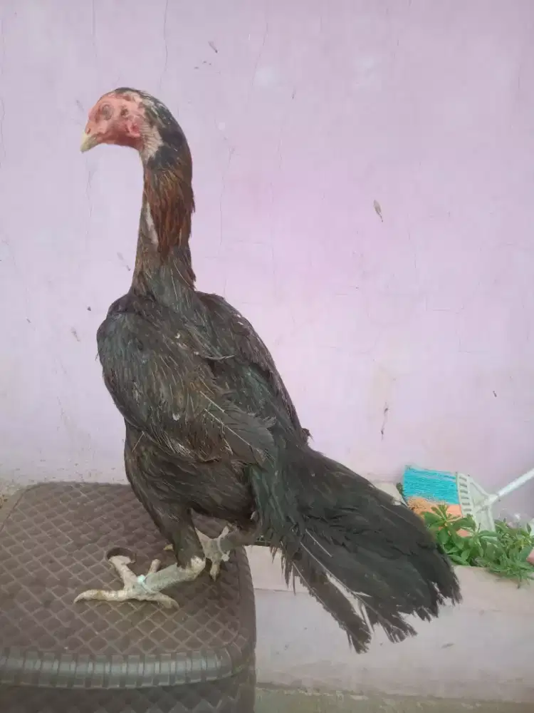 Ayam lhk ekor lidi  x khoy mantap jos bear siap prod
