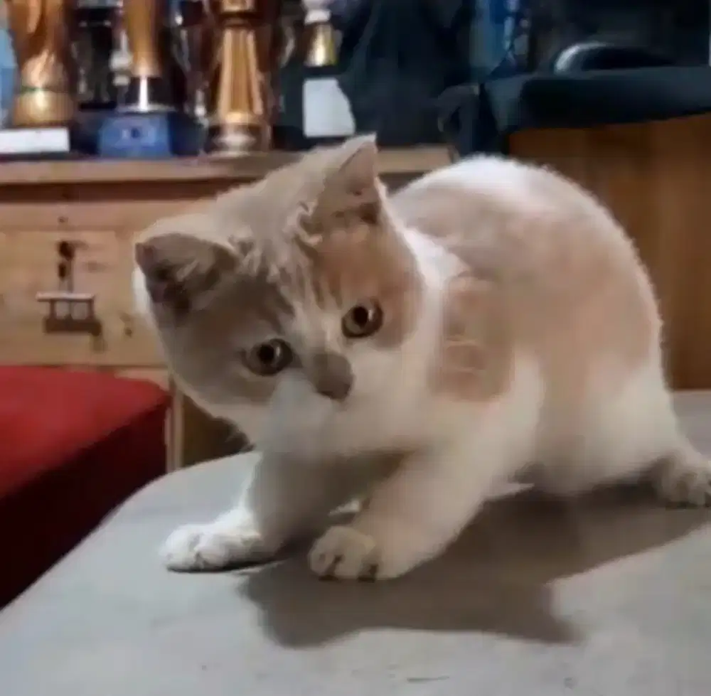 BSH Bico Fawn Male Line Ped Ica