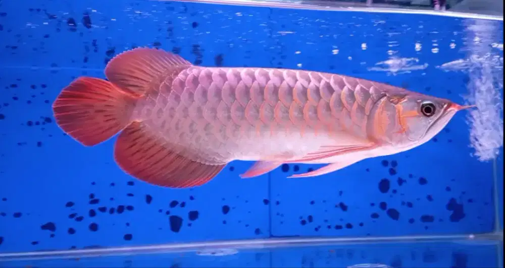 Arwana super red 34cm