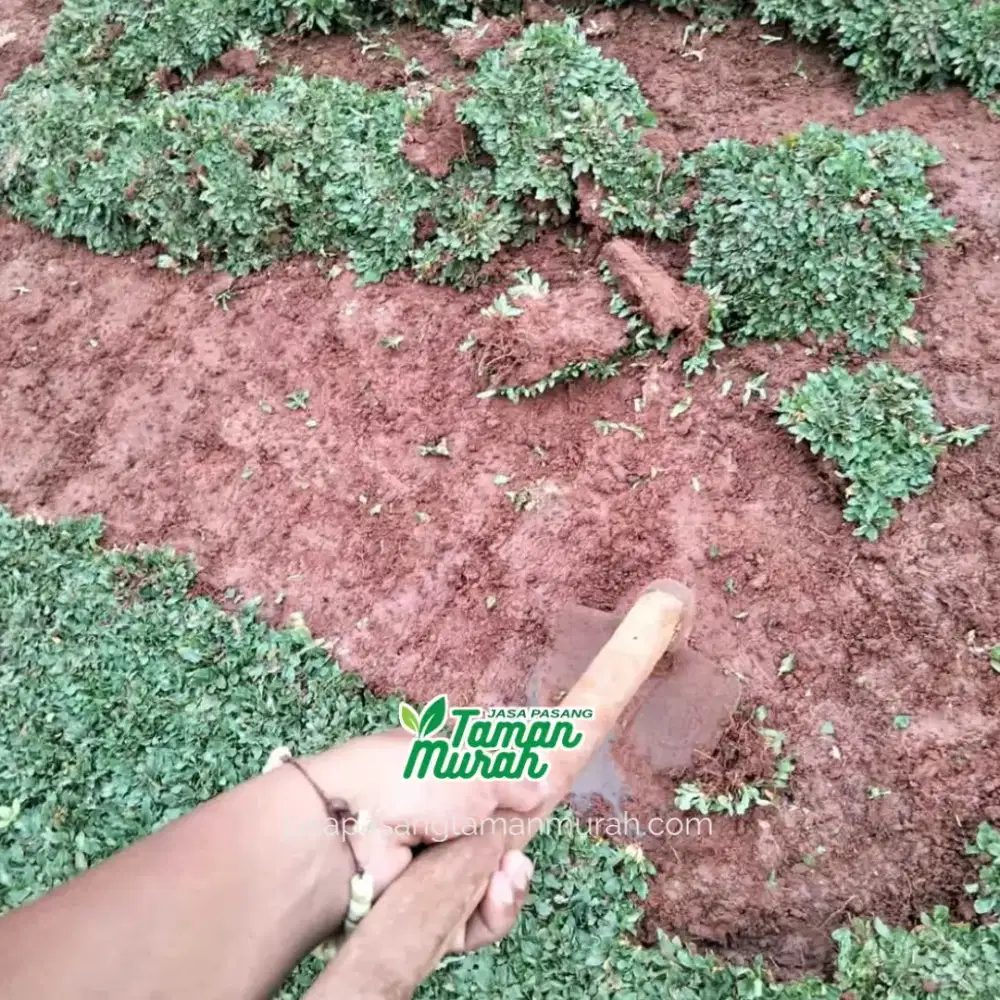 Rumput Taman Gajah Mini Hijau Minim Perawatan