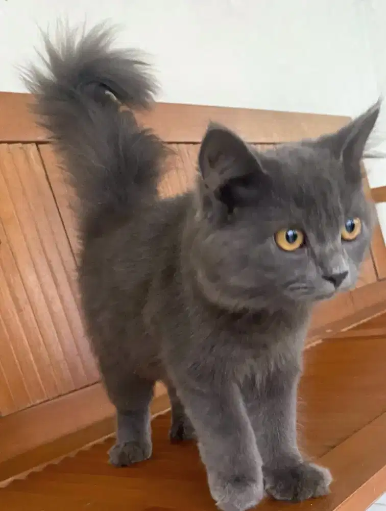 Kucing kitten Abusolid super gemoy