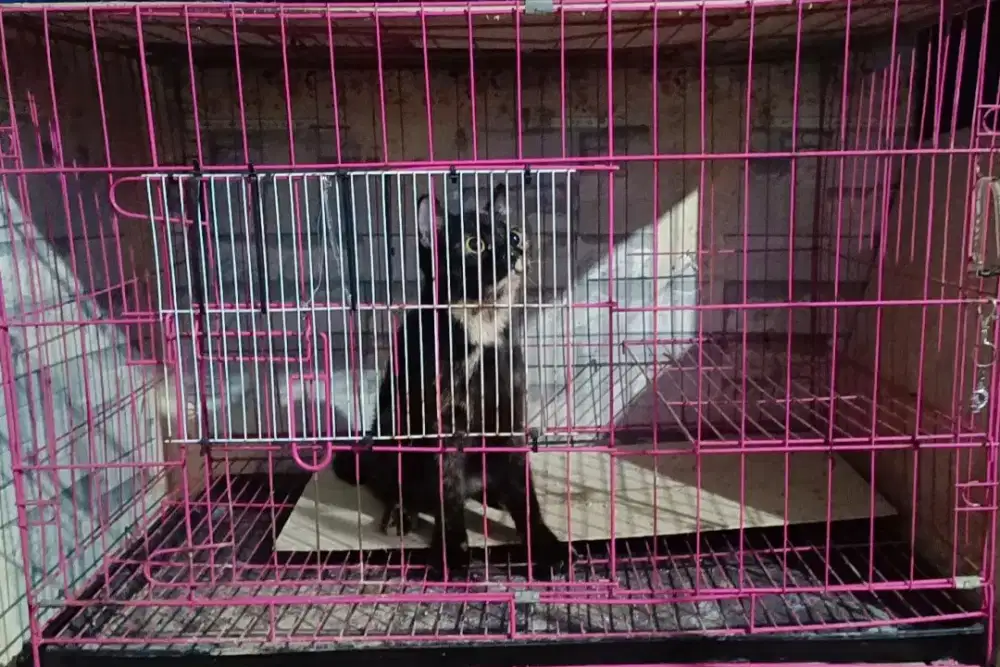 Munchkin Ns Hitam tortie+Bonus kandang ukuran 70