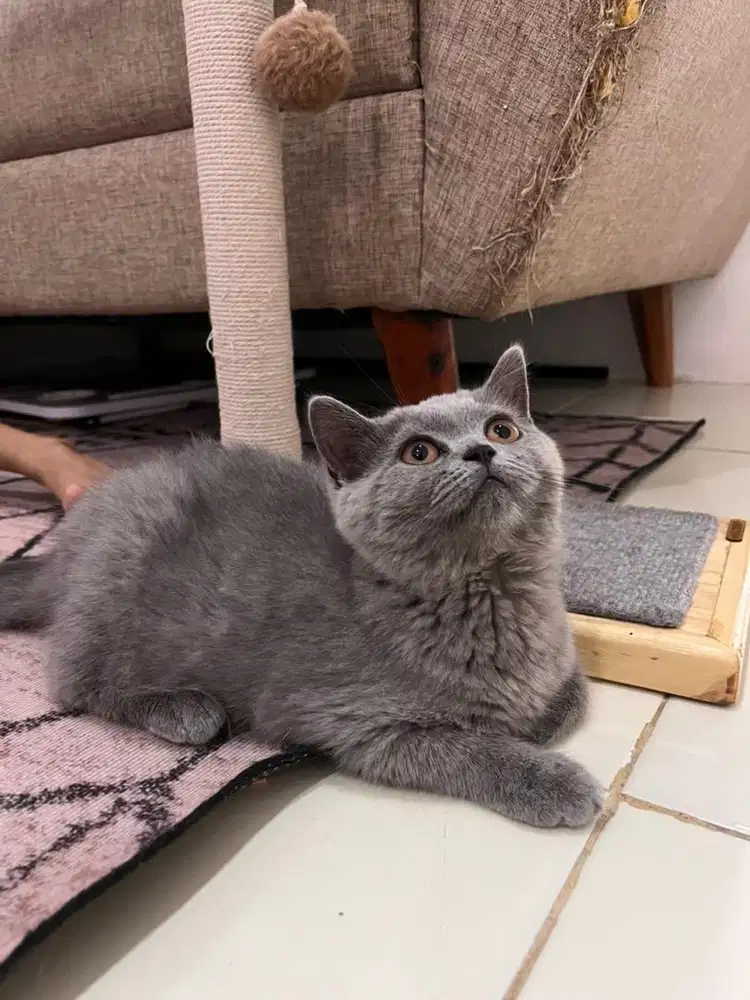 British Short Hair Munchkin & NS