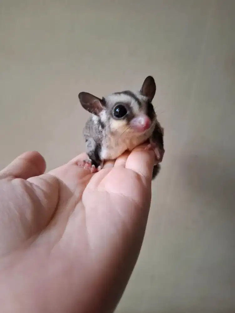 Sugar Glider Joey Classic Grey