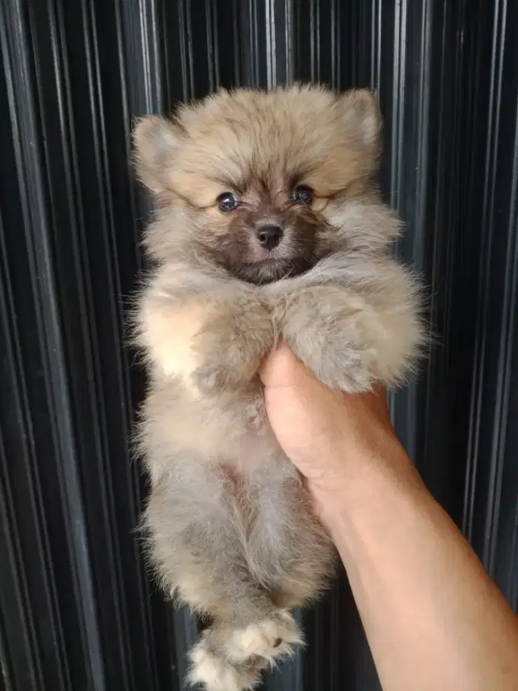 Puppy Mini pom betina