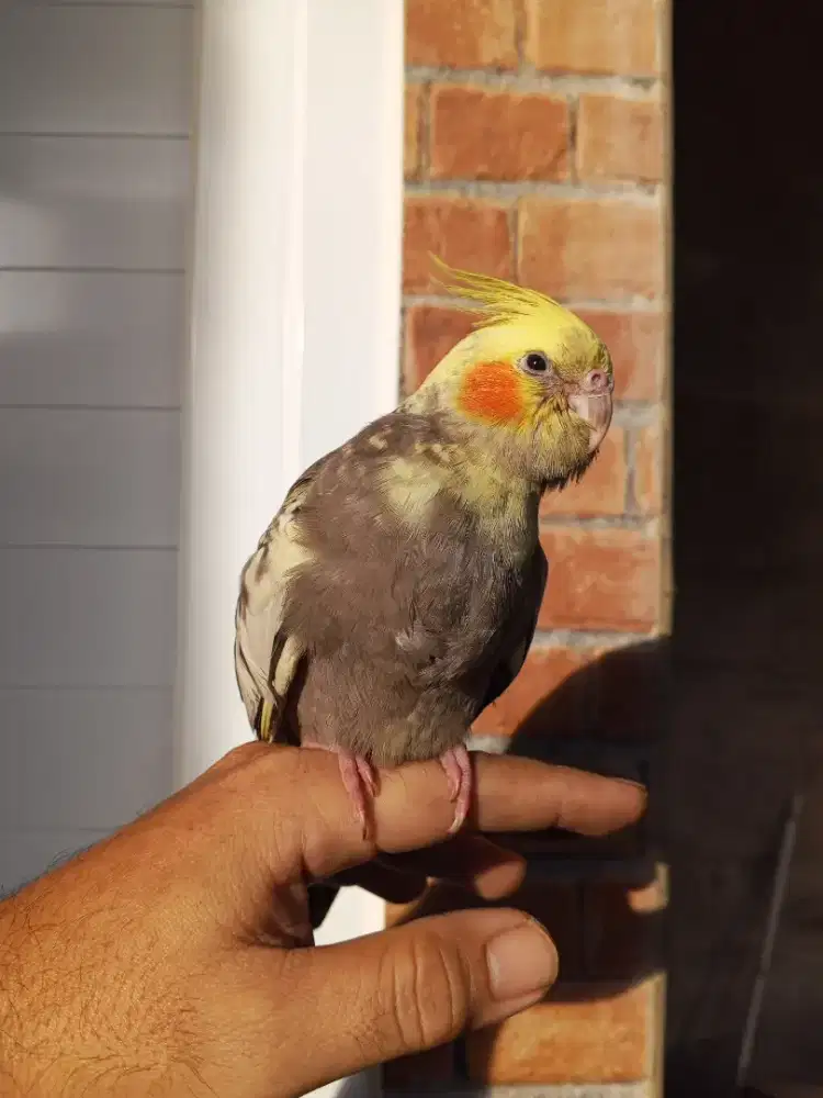 Parkit Australia jinak