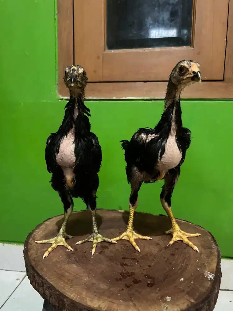 Black Shamo japan Sepasang