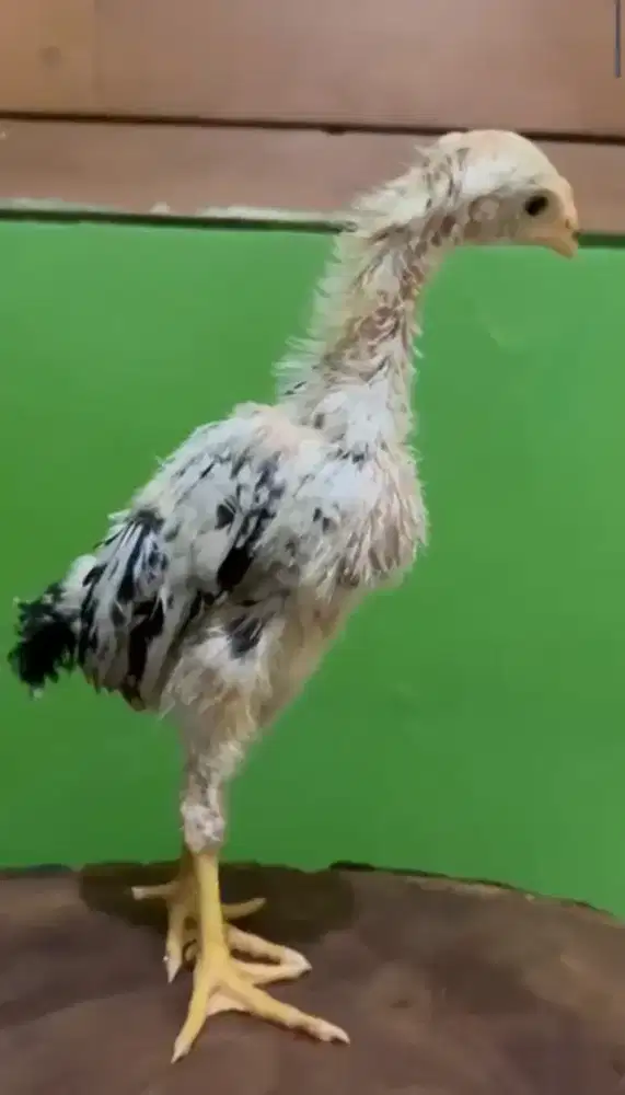 Shamo three Colour 3C