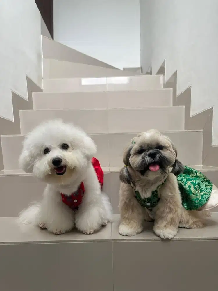 CARI ART YANG GAK TAKUT & REAL SAYANG DOGGY