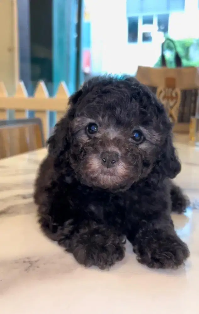 Dijual Silver  tinny Poodle