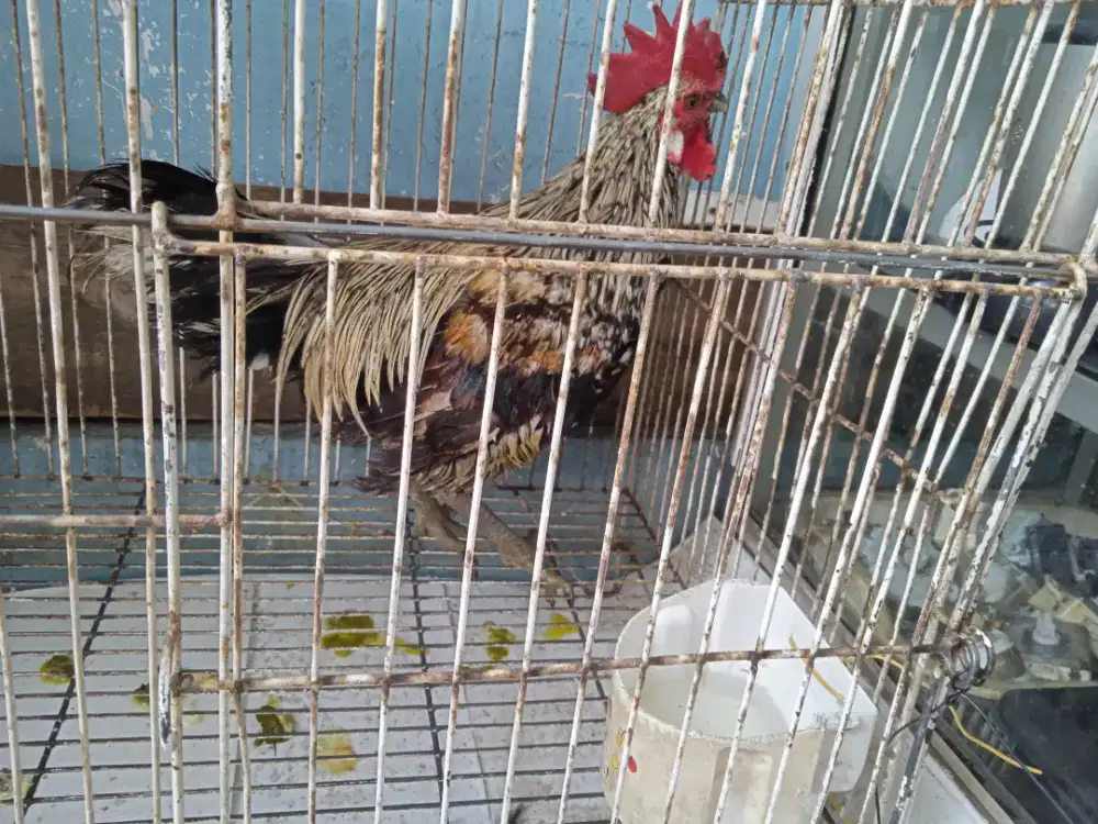 Ayam ketawa jantan usia 7 bln ada vidio  kokoknya