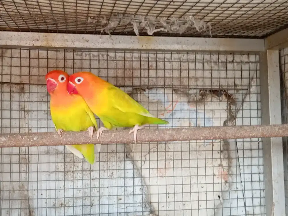 Indukan Lovebird