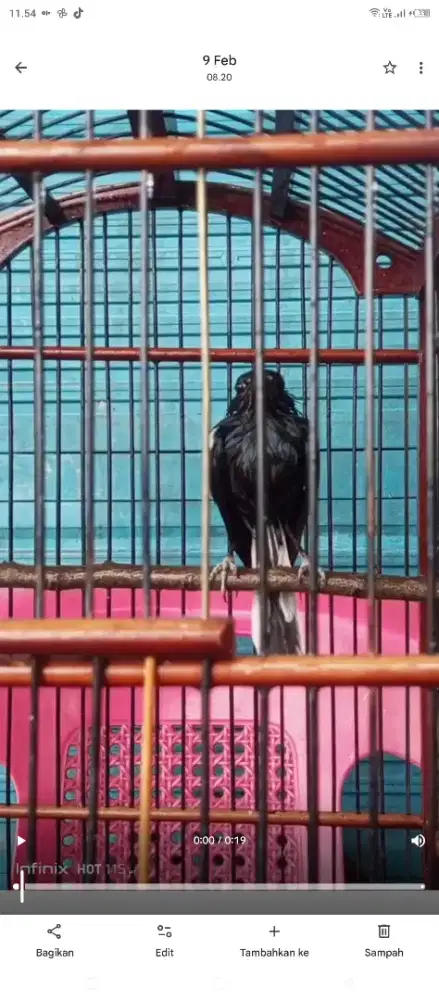 jadiin burung kenari sepasang