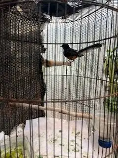 Burung Murai MH jantan bunyi bulu mulus (bajak laut)