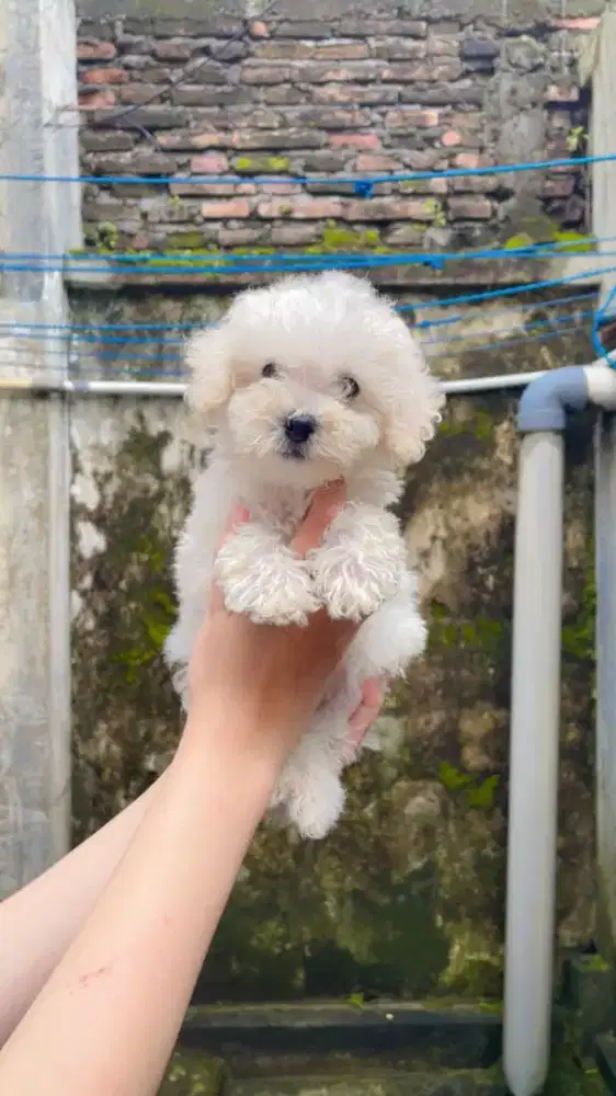 Poodle Betina Putih