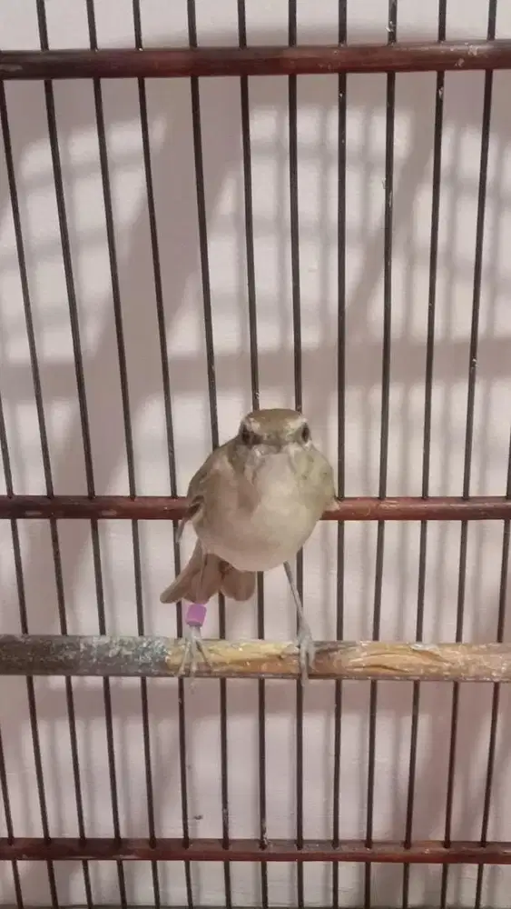 Burung Siklon (Common Nightingle)