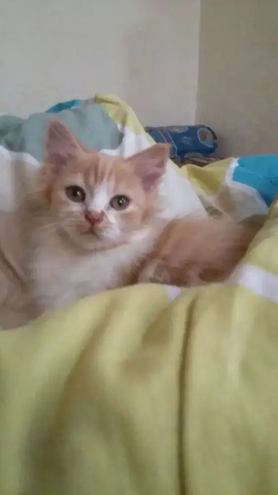 kitten persia betina bulu panjang