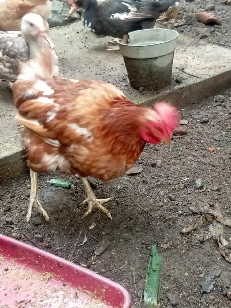 ayam merah/ petelur sdh tua