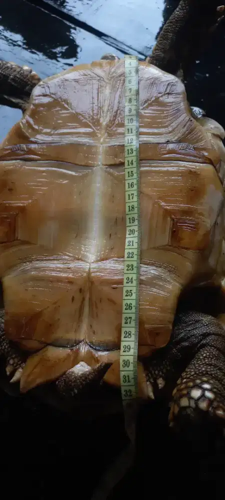 Kura kura Sulcata Jantan 32cm