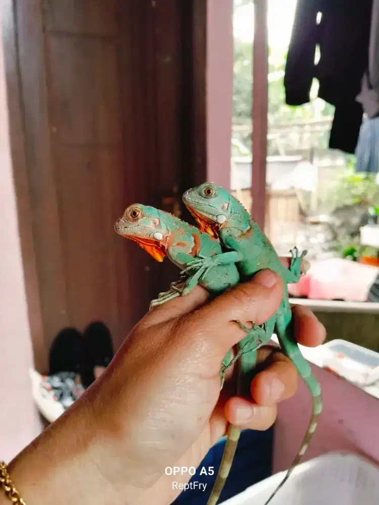 Beby red axantnic mulus size 30 35cm