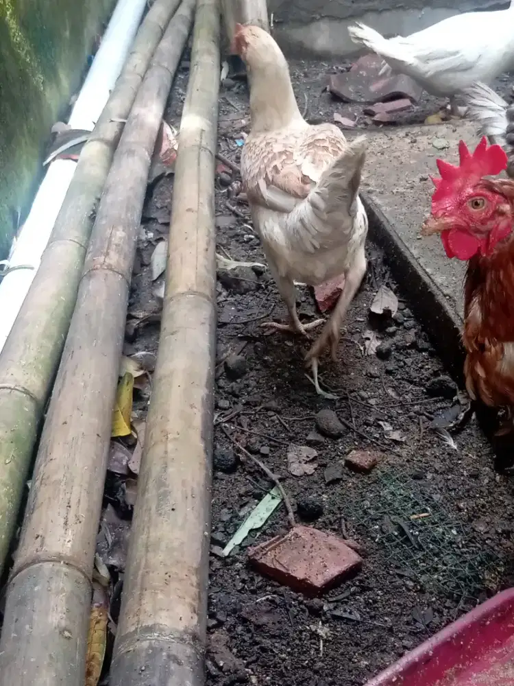 jowo super betina 2E, siapan