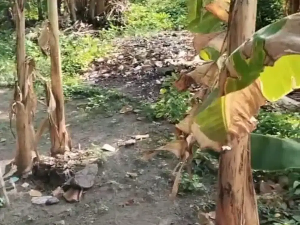 Dijual Sawah Desa Kebaron Kecamatan Tulangan