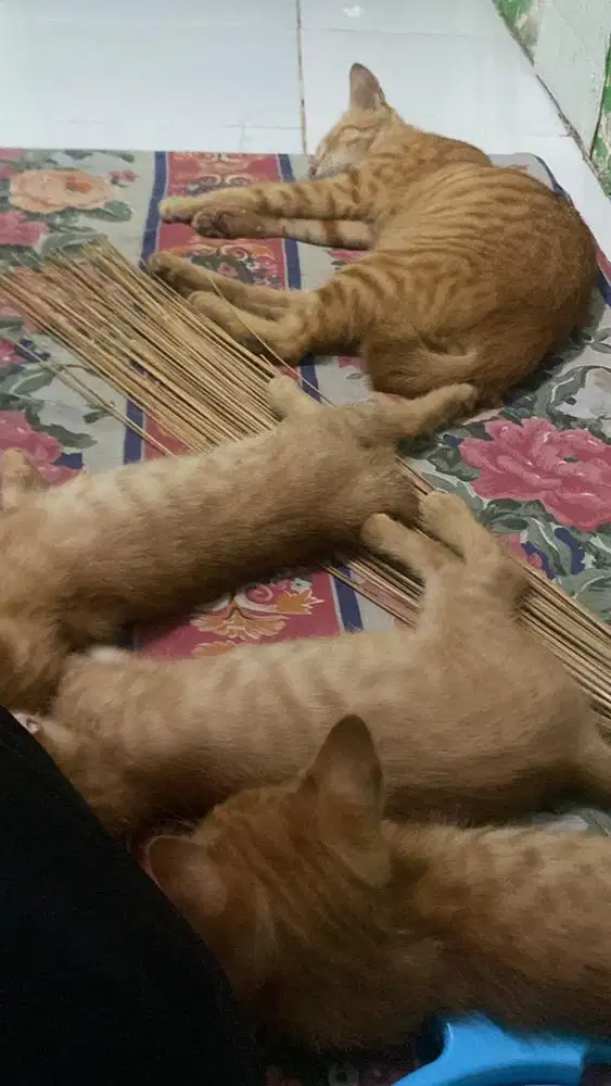 JUAL ANAK KUCING MIX ANGGORA