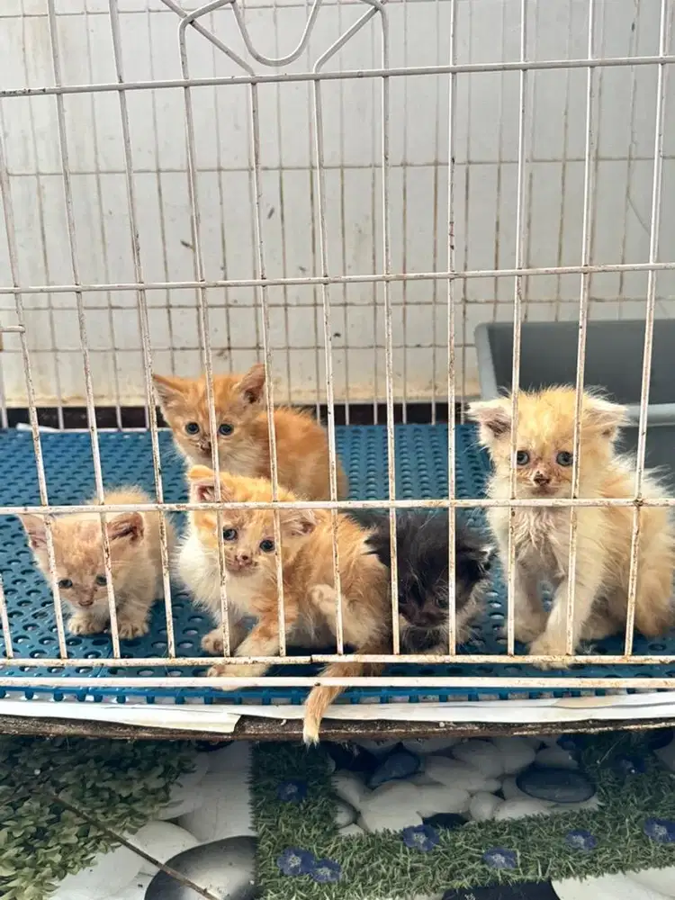 Kucing cebol dan scottish