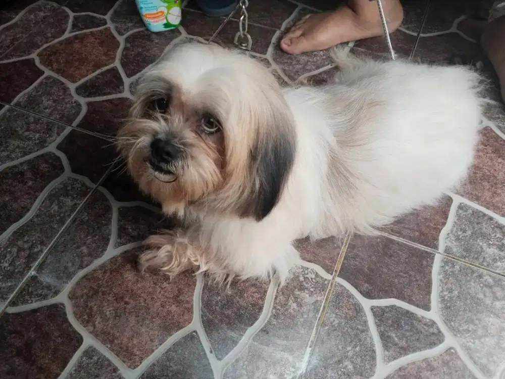 Semi Hibah Dogie Shitsu