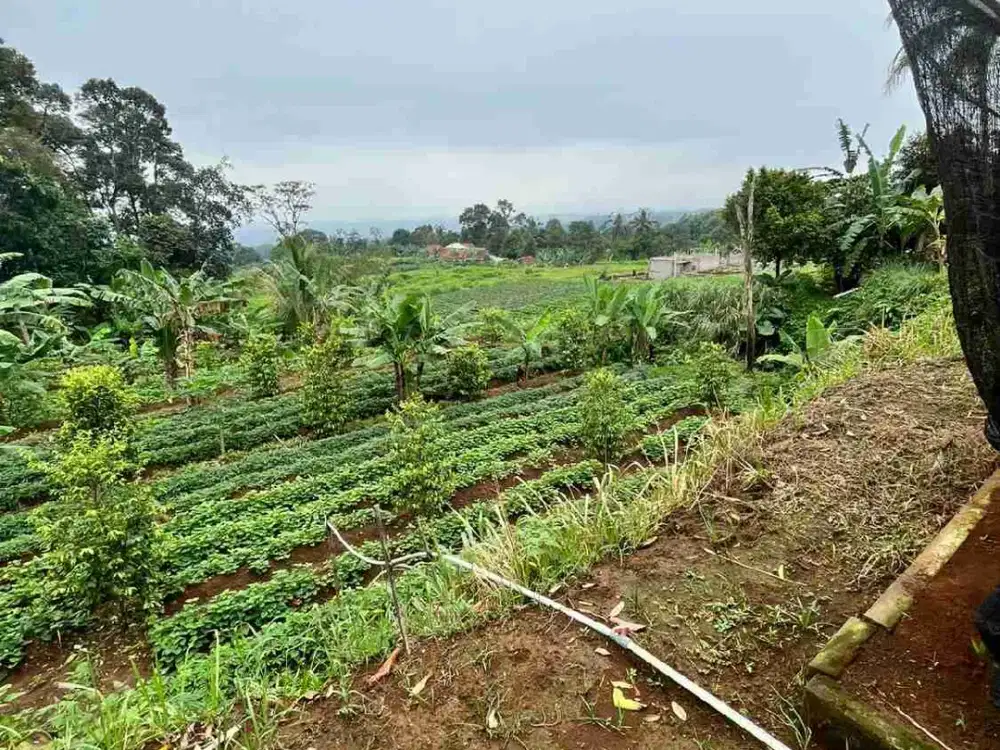 VILLA DI CIAPUS TAMANSARI BOGOR ANTI MACET BOSSKU!!