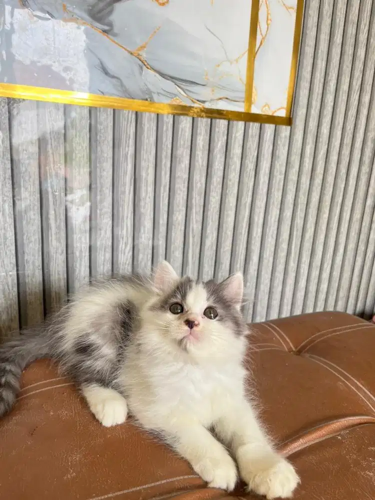 Persia longhair abu putih gradiasi