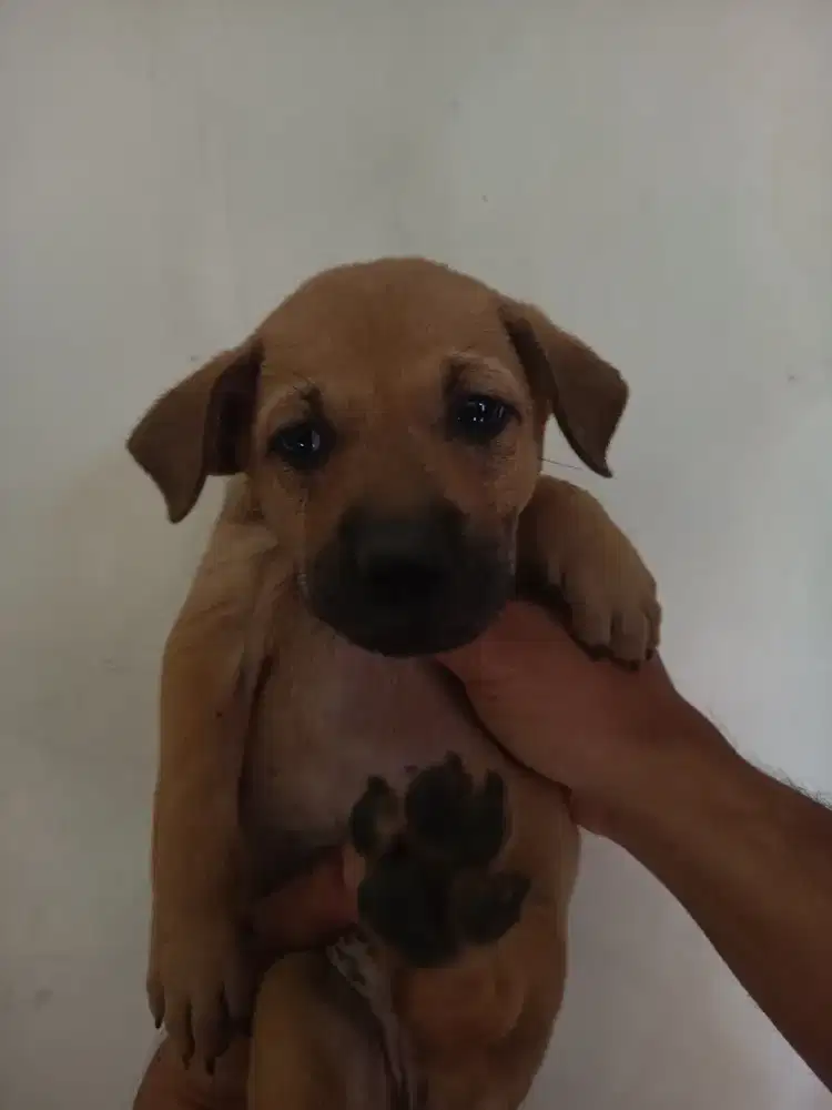 Anak Anjing Cari Majikan Baru