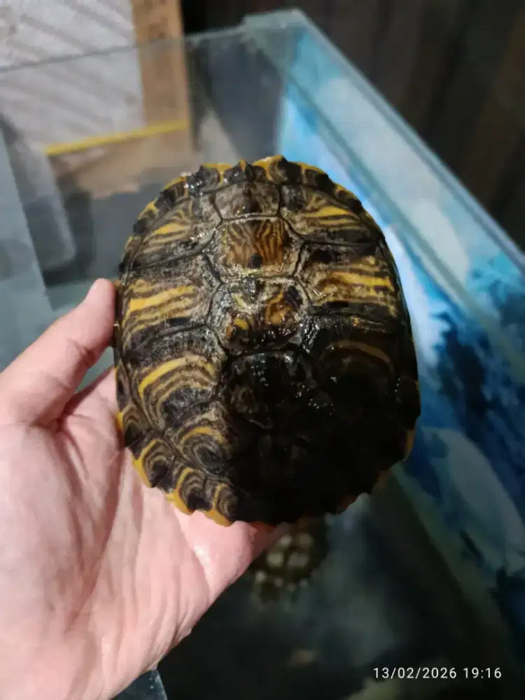 Kura kura yellow belly hybrid remaja