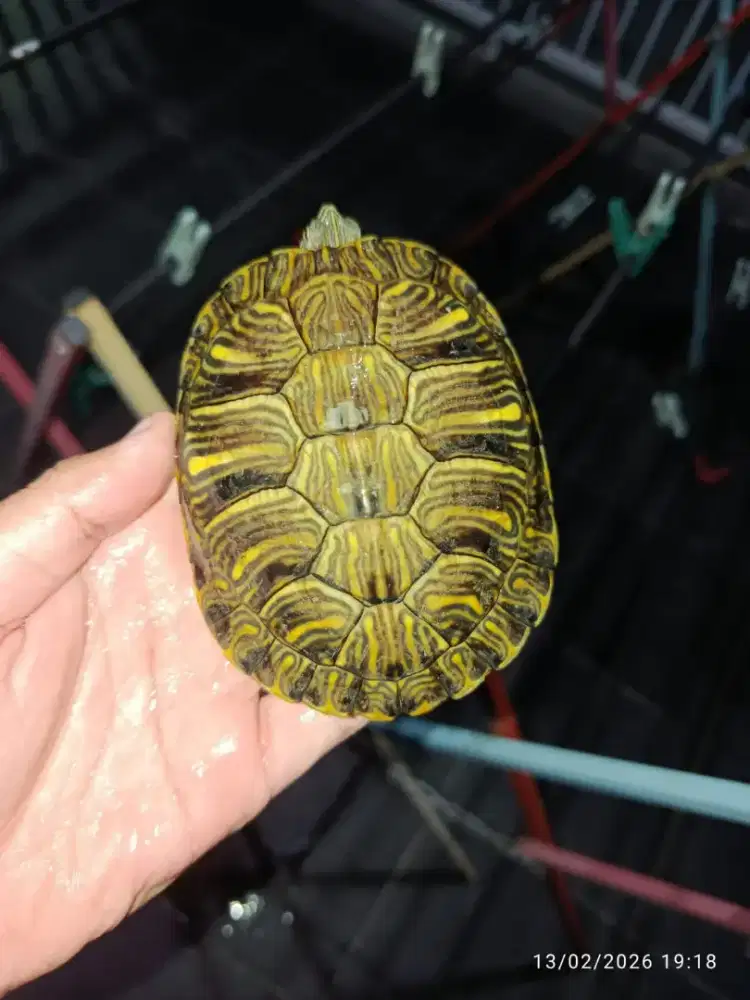 Kura kura res het albino remaja