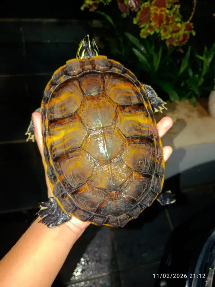 Kura kura RBN indukan betina