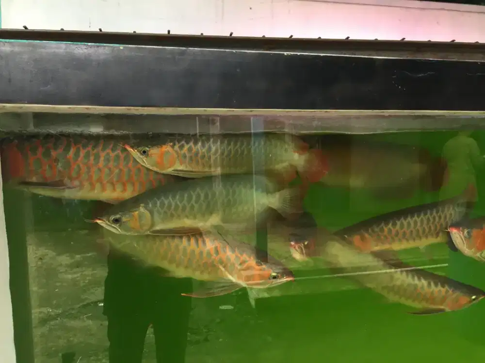 IKAN ARWANA SUPER RED SEPAKET 15 EKOR
