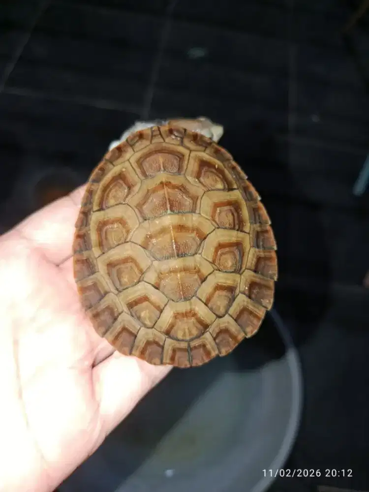 Kura kura damer medium termurah