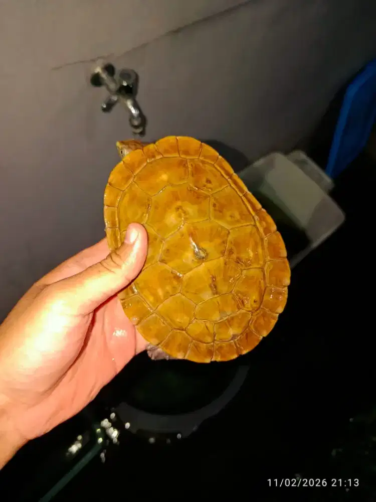 Kura kura dada putih indukan kura kura daput indukan