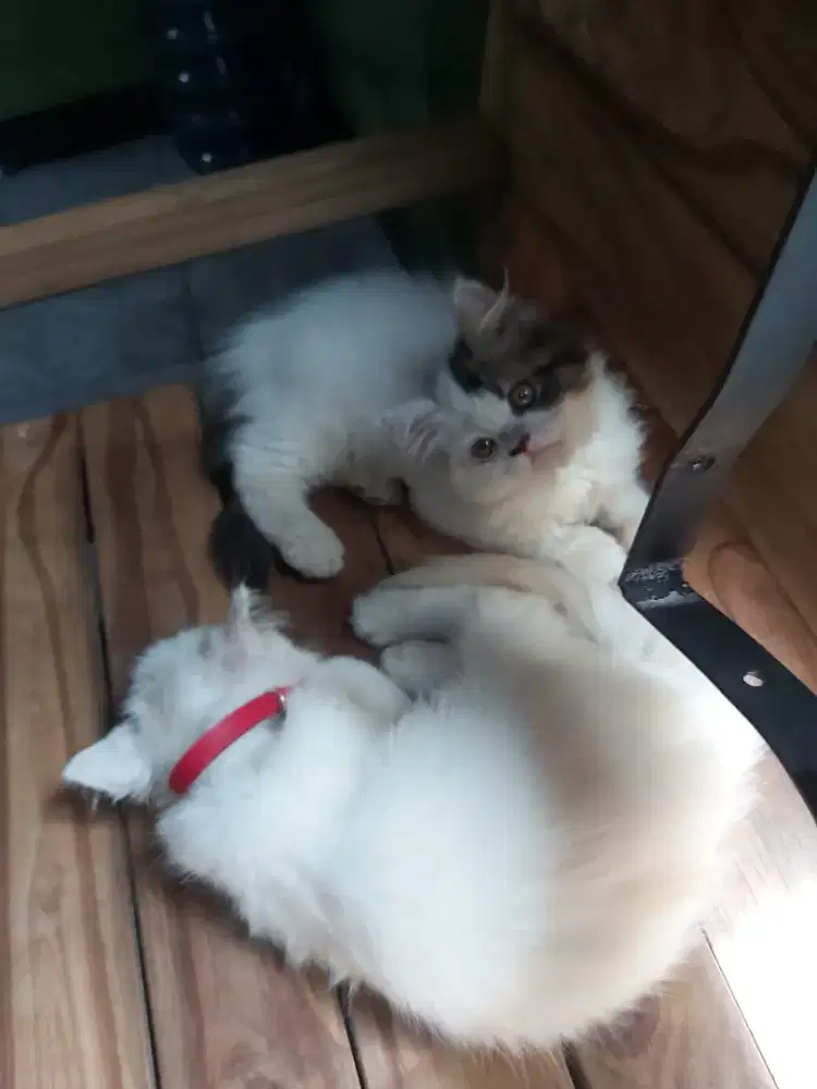 Kitten persia medium