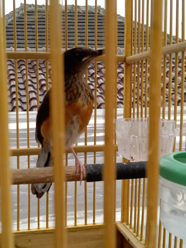 Mb trotol fullset baru