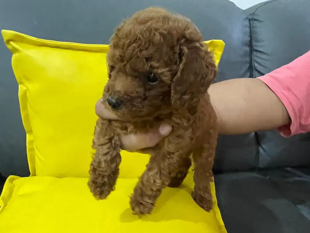 Fawn toy poodle, jantan