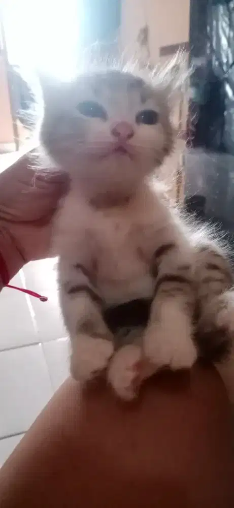 Kitten usia 2 bln mix