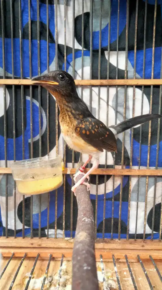 Murai Medan Blorok Jantan Trah Panda Badan Gede Super Prospekan