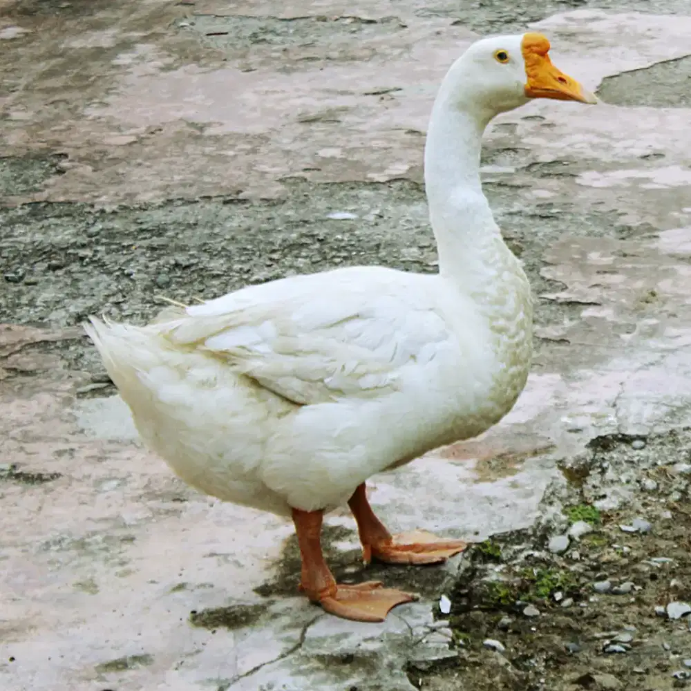 Soang/angsa buat lebaran Natal imlek