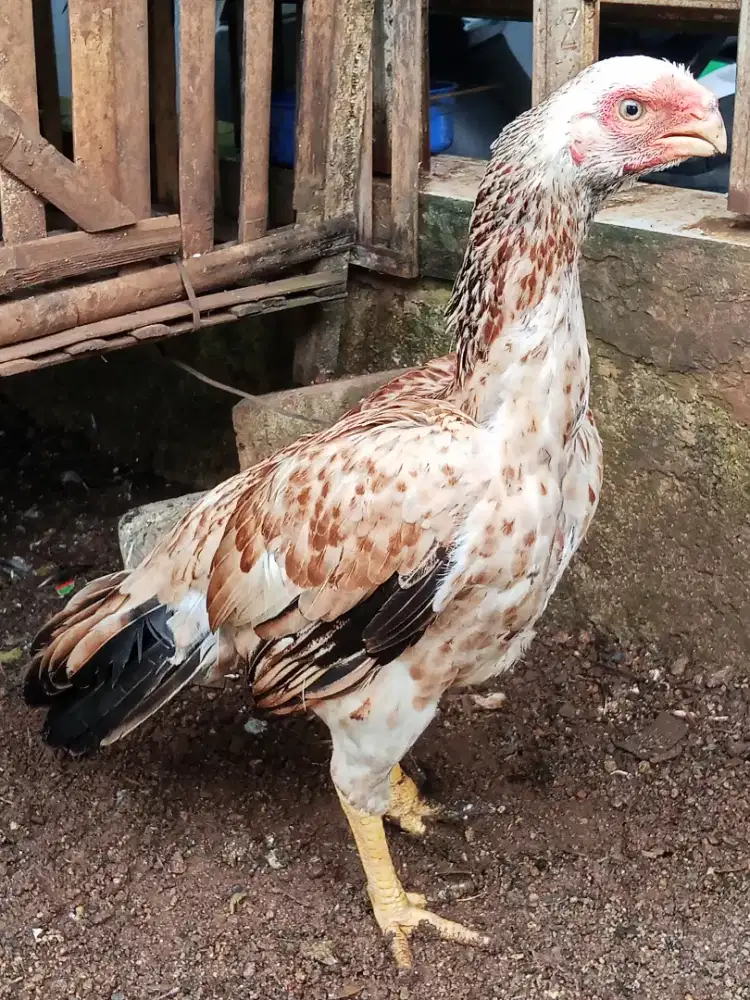 Ayam Bangkok aseel parot
