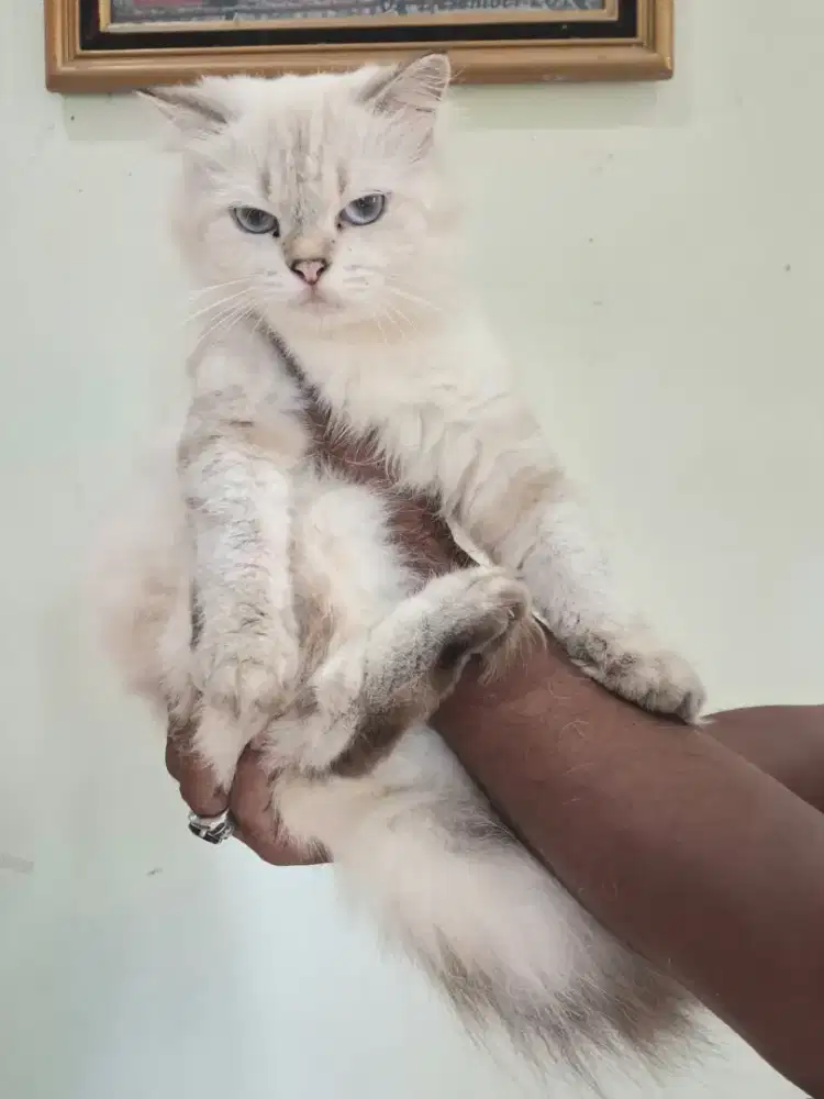 Kucing Betty Dewasa Ragdol Mix Himalaya Sudah Vaksin