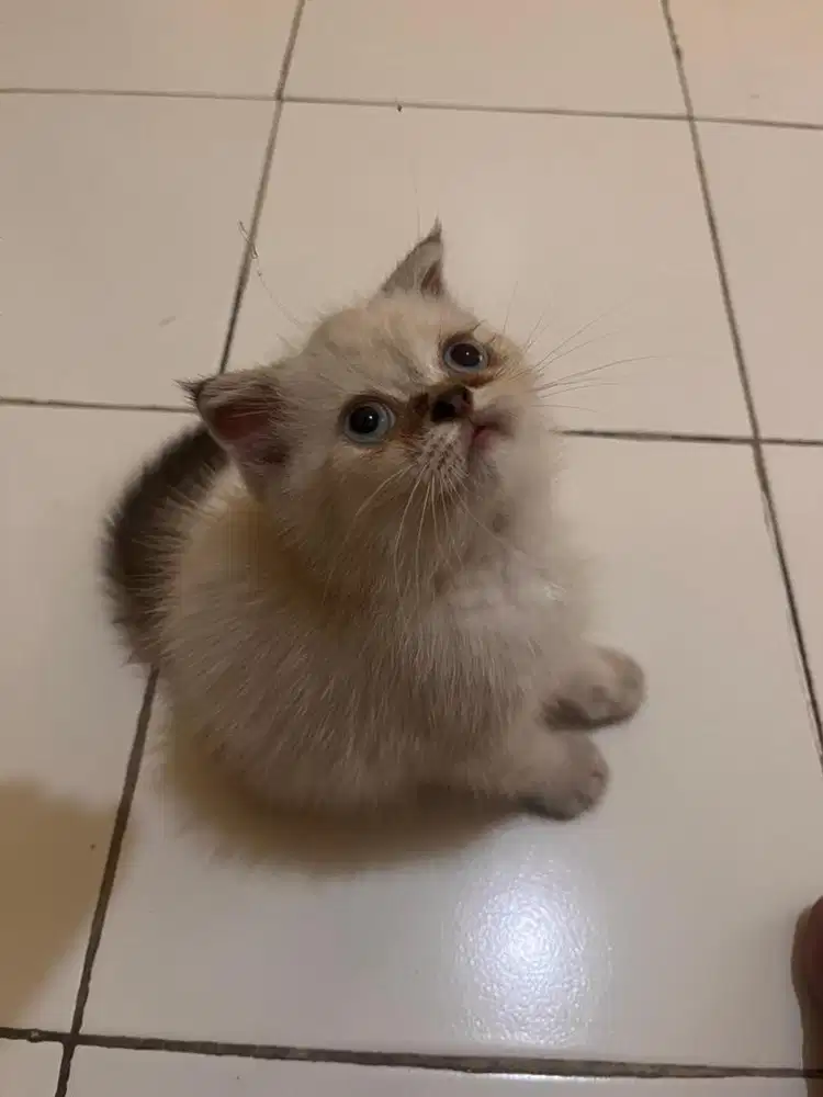 Kucing scottish fold